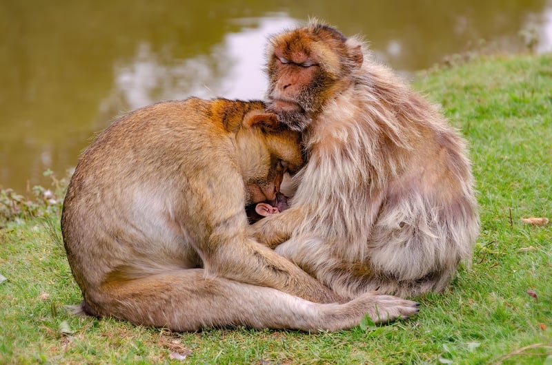 Monkey at the Zoo